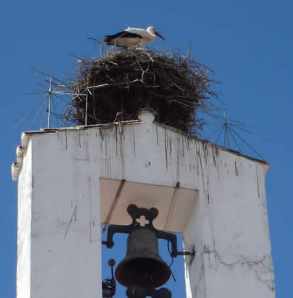 white stork