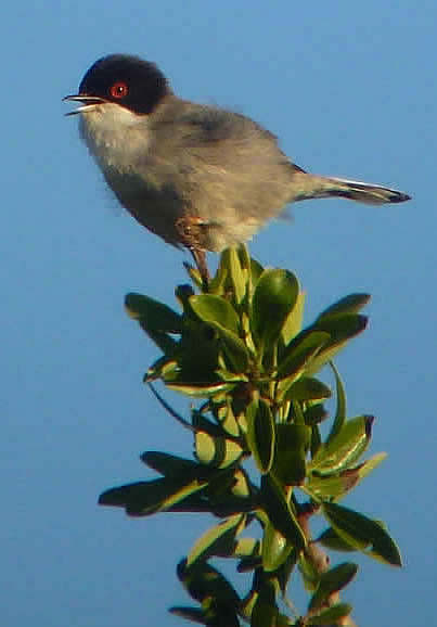 Sardinian warbler