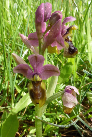 sawfly orchid