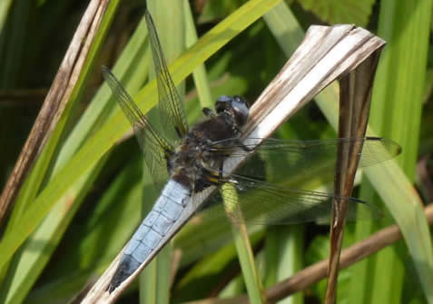 scarce chaser