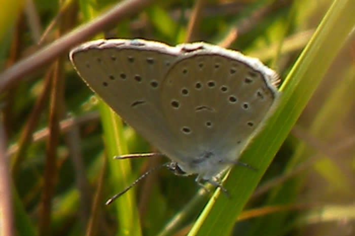 Scarce Large Blue