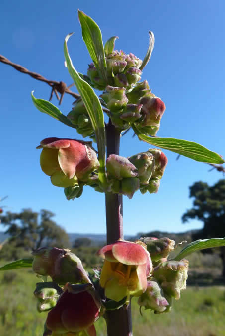 Scrophularia sambucifolia