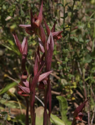 Serapias parviflora