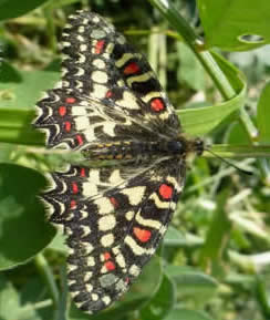 Spanish festoon