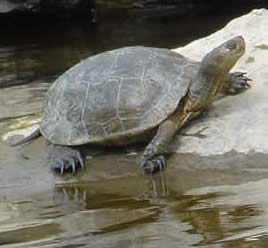 Spanish terrapin