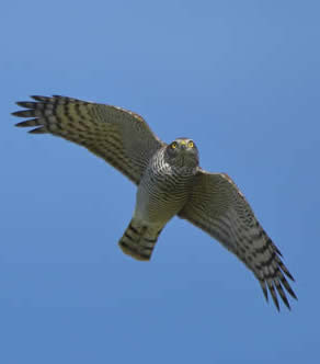 Migrating sparrowhawk (Christopher Hall)