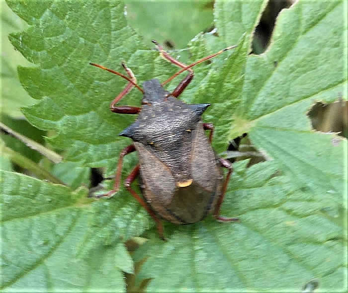 spiked shield bug