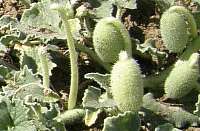 squirting cucumber fruits