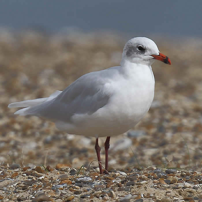 Mediterranean gull (Rob Carr)