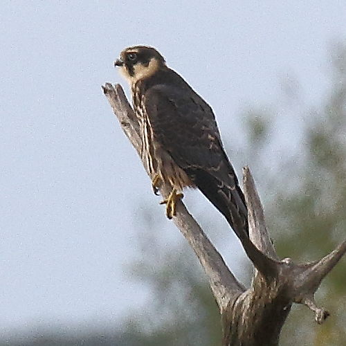 Hobby, juvenile (Rob Carr)