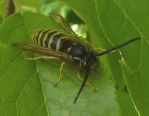 tree wasp