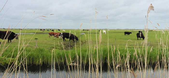 Upton Marshes