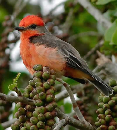 vermilion flycatcher