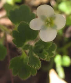 Veronica cymbalaria