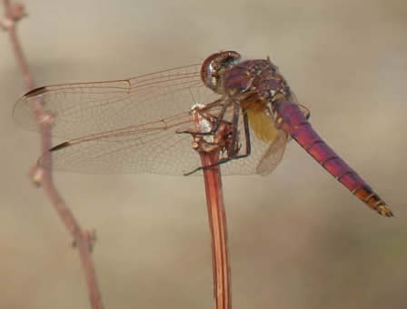 Violet Dropwing