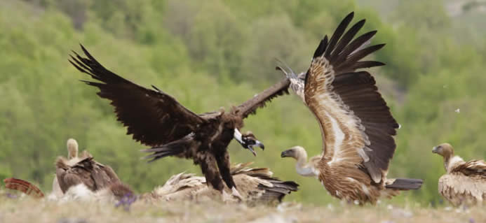 vultures in the Eastern Rhodopes