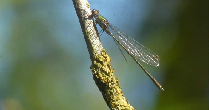 willow emerald, 13 September 2019