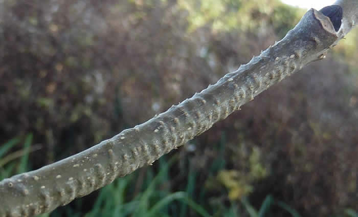 willow emerald ovipositing scars on ash