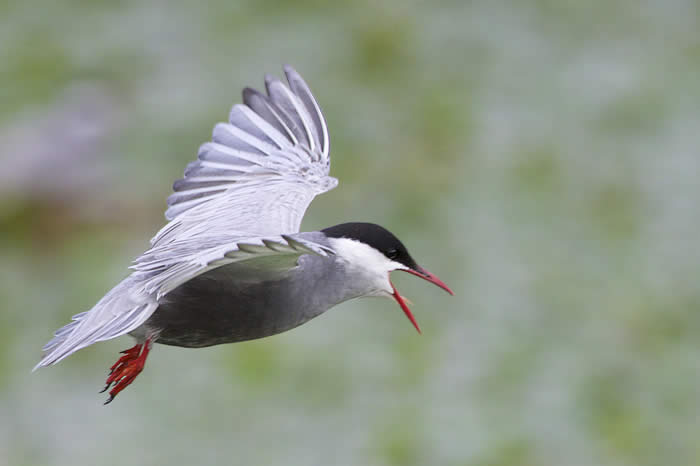 whiskered tern (John Long)