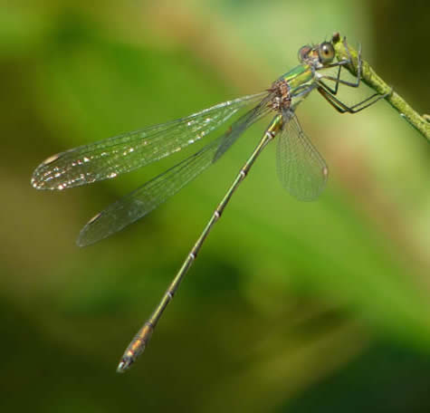 Willow Emerald damselfly, Thorpe Marshes