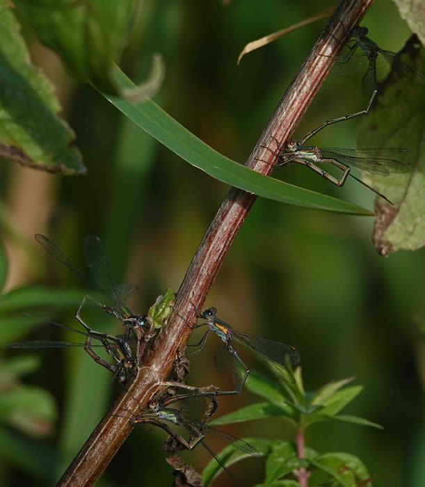 Willow emeralds on hemp agrimony (Francis Farrow)