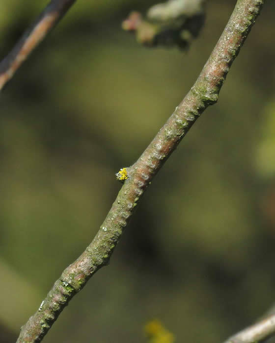 Willow Emerald scars on apple (Derek Longe,