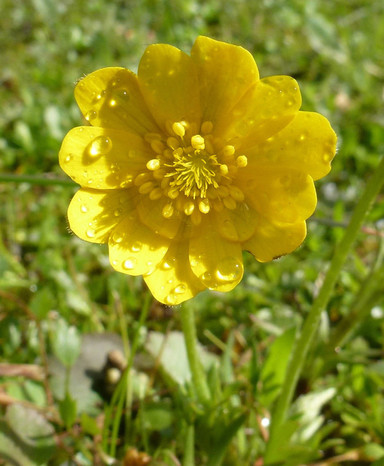 yellow anemone