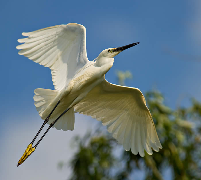 little egret