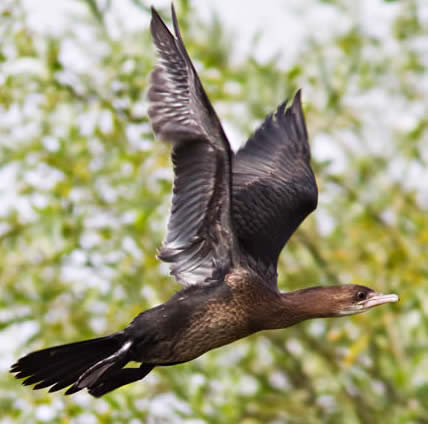 pygmy cormorant