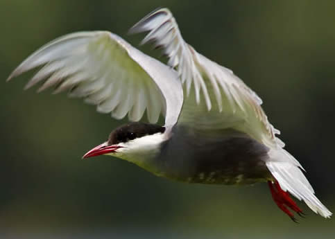 whiskered tern