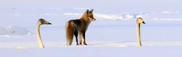 whooper swans and a fox