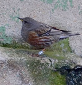 alpine accentor