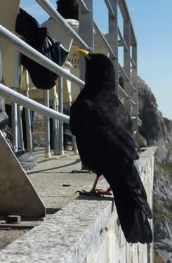 alpine chough