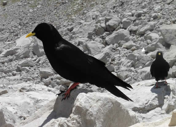 alpine chough