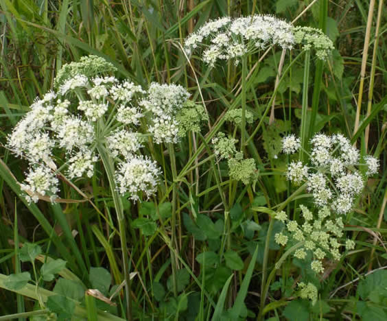 angelica