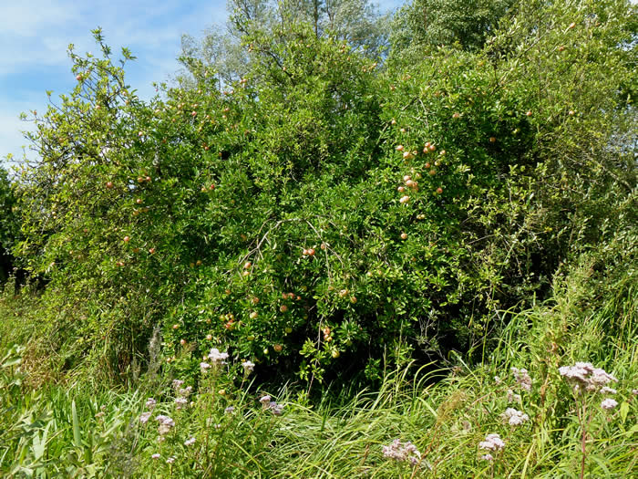 apple tree