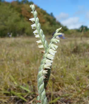 autumn lady's tresses