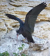 northern bald ibis