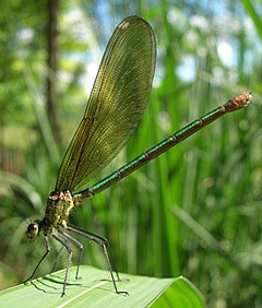 banded demoiselle