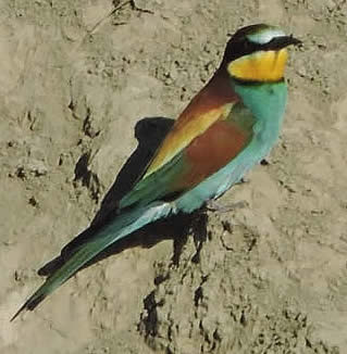 bee-eater