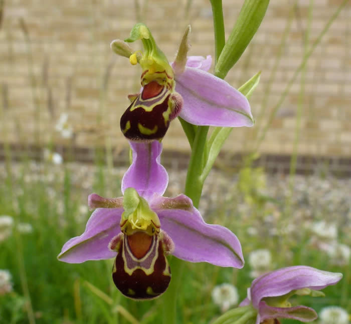 bee orchid