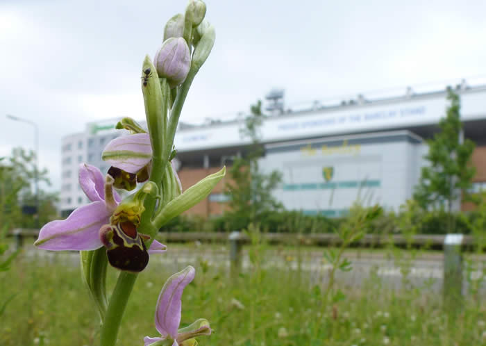 bee orchid: Norwich City FC behind