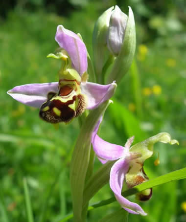 bee orchid, photographed 17 June 2010