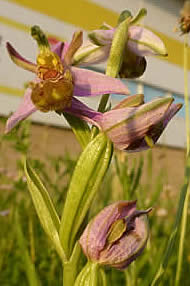 bee orchid outside Big Yellow Self Storage