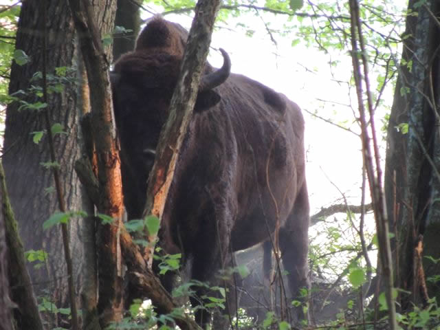 bison