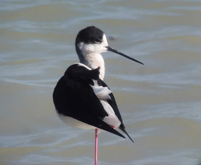 black-winged stilt