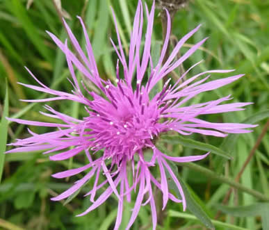 black knapweed, rayed form