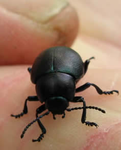 bloody-nose beetle