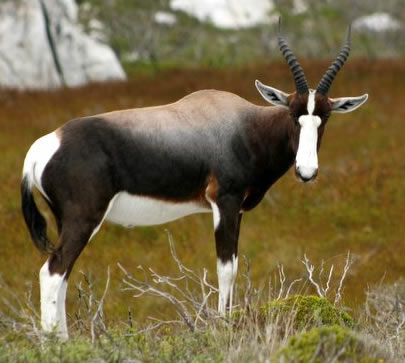 bontebok