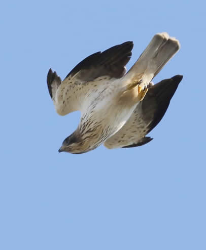 booted eagle (Barry Madden)